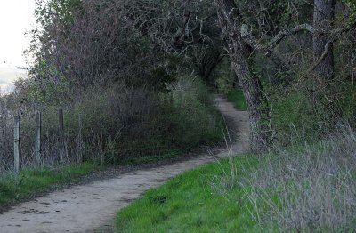Path Into Trees