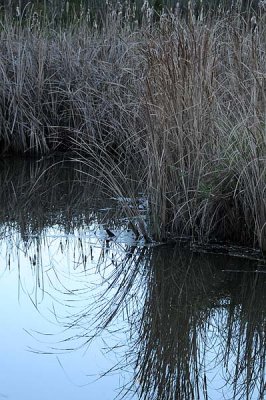 Reeds Reflected
