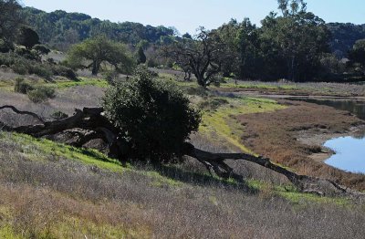 Fallen Tree