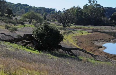 Fallen Tree