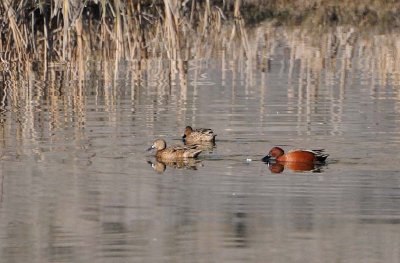 Cinnamon Teal Ducks