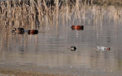 Green-winged Teal and Cinnamon Teal