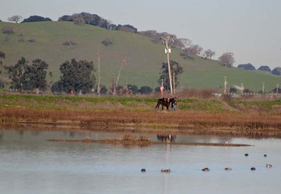 Walking His Horse