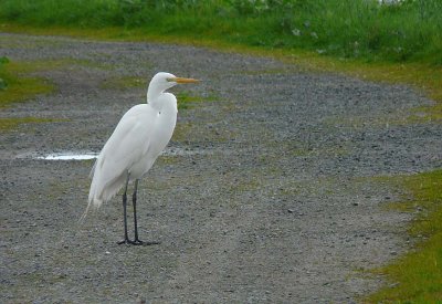 Great Egret Blocking the Path