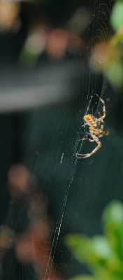 Side View of Web