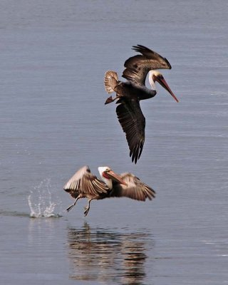 Pelican Run