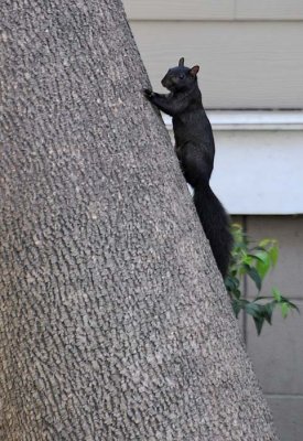 Black In the Tree