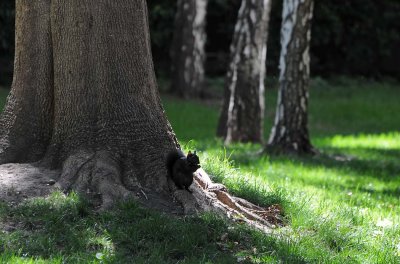 Black Squirrel at Foot of Trunk