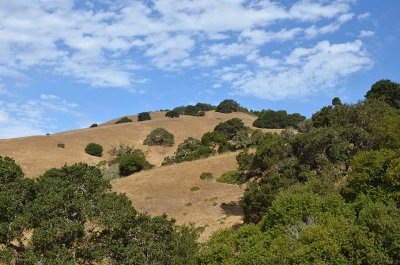 Our Beautiful Marin Hills
