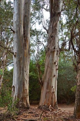 Eucalypt