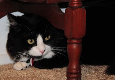 Lulu Under the Table