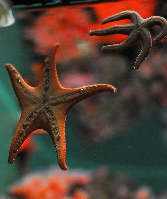 Windblown Starfish