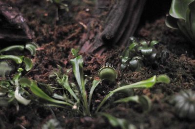 Flytrap Flower