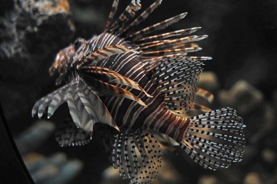 Lionfish