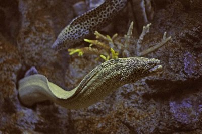 Laced Moray Eel