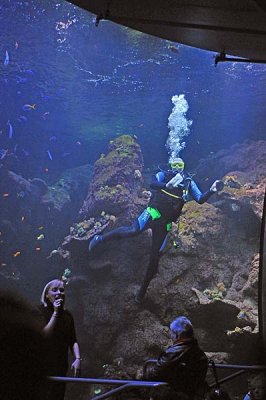 Diver and Aquarium Show