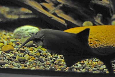 Elephant Nose Fish