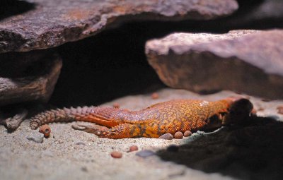 Sahara Spiny-tailed Lizard