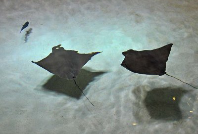 Stingrays