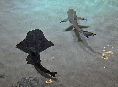 Two Sharks