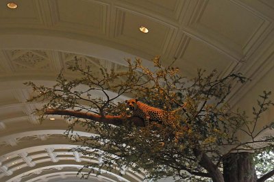 Leopard in a Tree