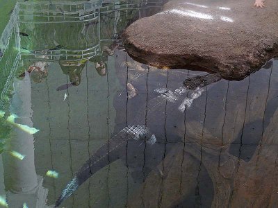 Underwater Gator