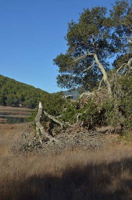 Broken Tree