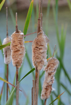 10/10/12: Cattails