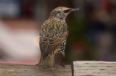 Colors of a  Starling
