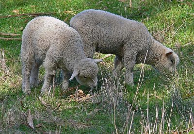 Two Lambs