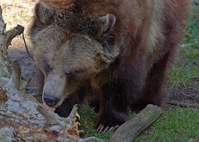 Snack for Grizzlies