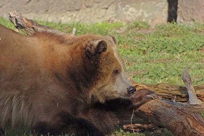 Bear Claw