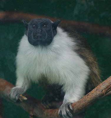 Another View of the Pied Tamarin