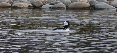 Bufflehead Ring