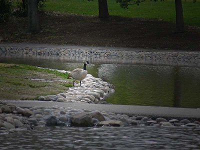 Goose at the Pond