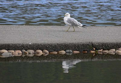 Gull on the Runway