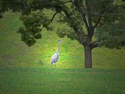 Great Blue Heron