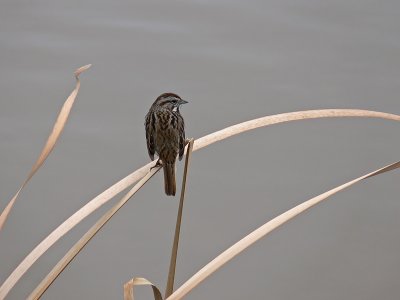 Sparrow on a Reed