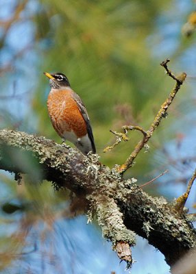 The Lookout