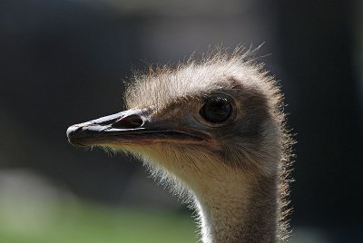 Backlit Ostrich