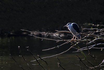 Basking Night Heron