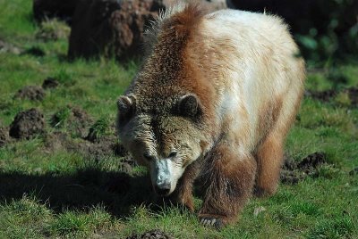 Grizzly Walk
