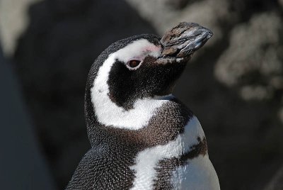 Penguin with a Rhino Nose