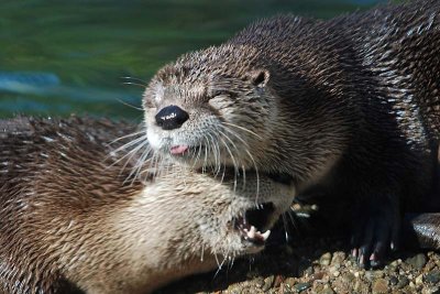 Otter Tongue and Teeth