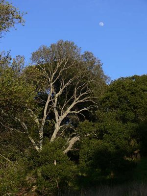 Tree & Moon