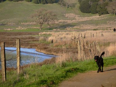 Dog On Path