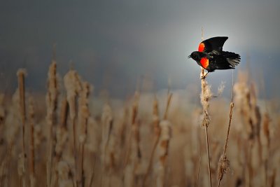 Red-winged Blackbird All Spread Out