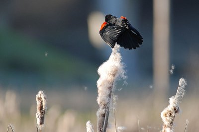 Feather Detail