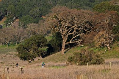 Running By Trees