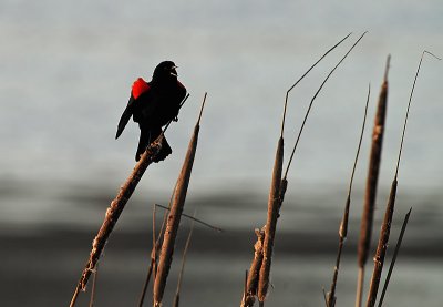 Singing